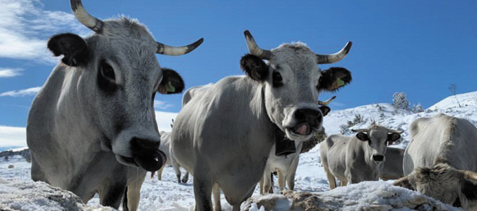 Vaches dans la neige DEL PONTE Clara