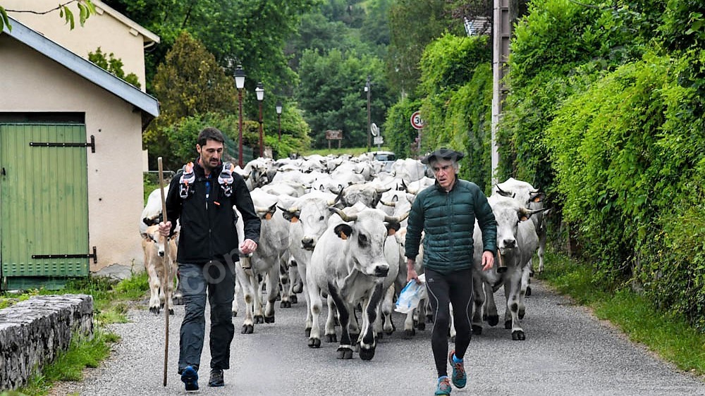 Photo de 2 éleveurs en train de faire transhumer sur la route un troupeau de bovins de race Gasconne des Pyrénées.