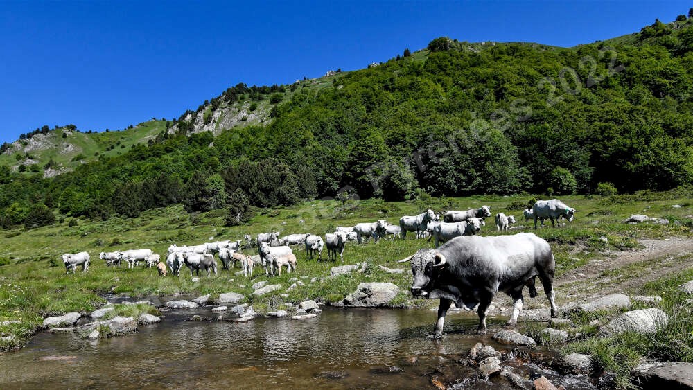 Photo d'un taureau Gascon des Pyrénées en train de traverser un ruisseau avec un troupeau de vaches Gasconnes des Pyrénées en arrière-plan.