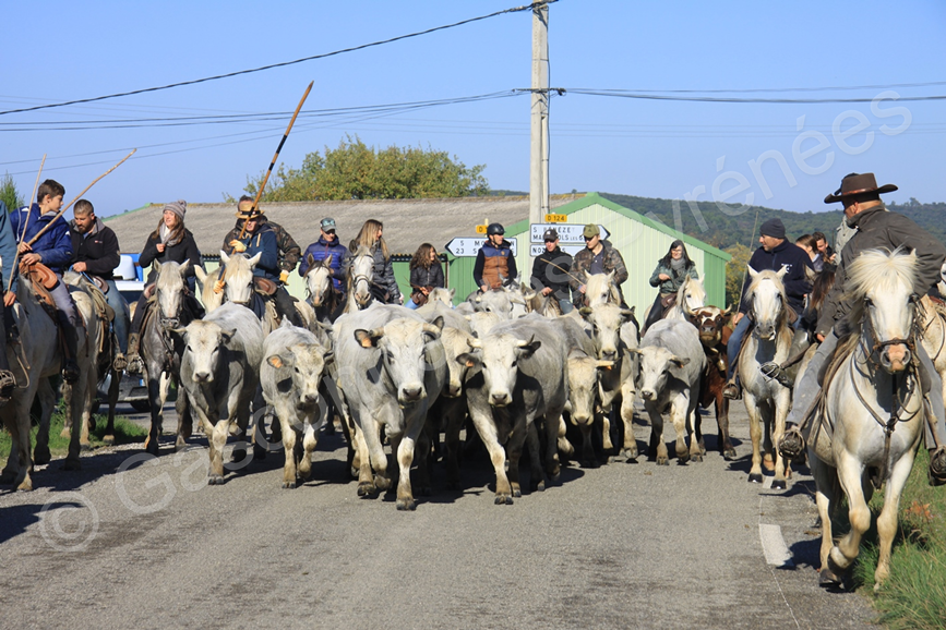 Image d'éleveurs/éleveuses à dos de cheval en train de déplacer des animaux Gascons des Pyrénées.