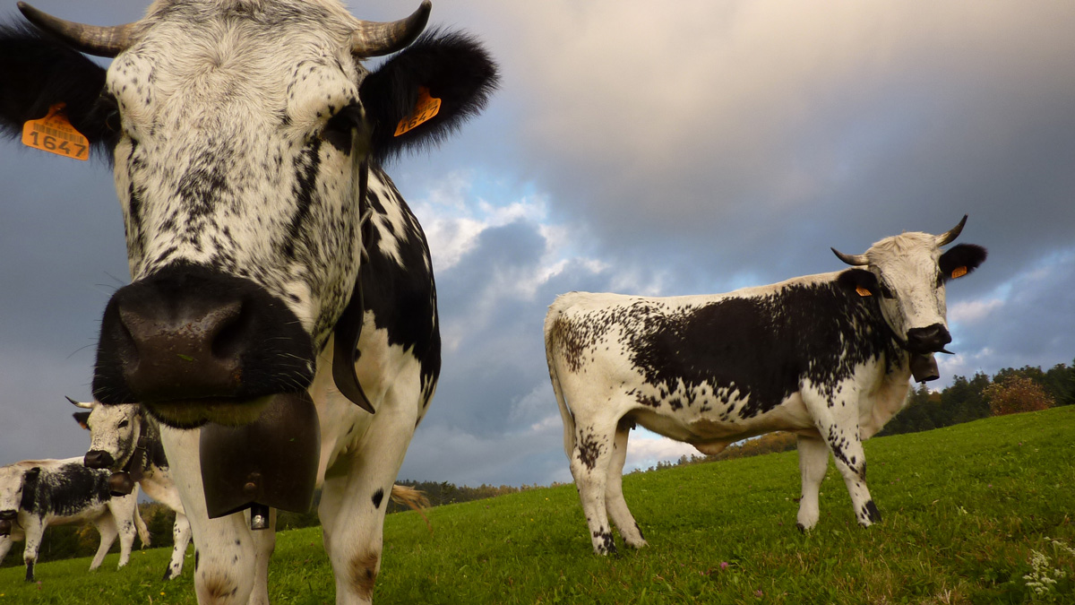 Photo de vaches de race Vosgienne avec des cloches.