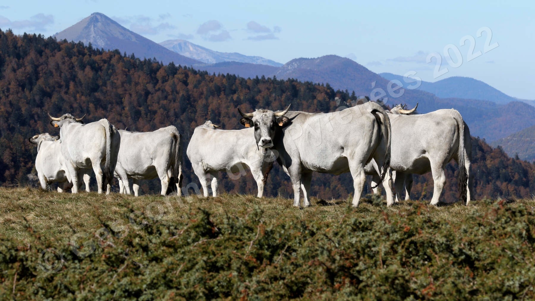 Image de plusieurs vaches Gasconne des Pyrénées avec des montagnes en arrière-plan.