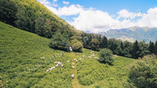 Photo aérienne d'un troupeau de Gasconnes des Pyrénées dans des pâtures de montagnes.