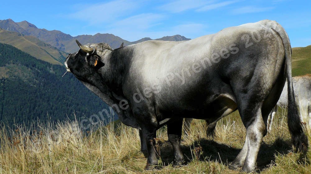 Image d'un taureau Gascon des Pyrénées en train de meugler en haut d'une montagne, avec des montagnes en arrière-plan.