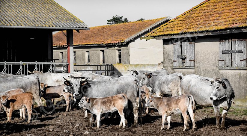 Photo de vaches Gasconnes des Pyrénées avec leur veau sur l'exploitation de PEPIRAG.