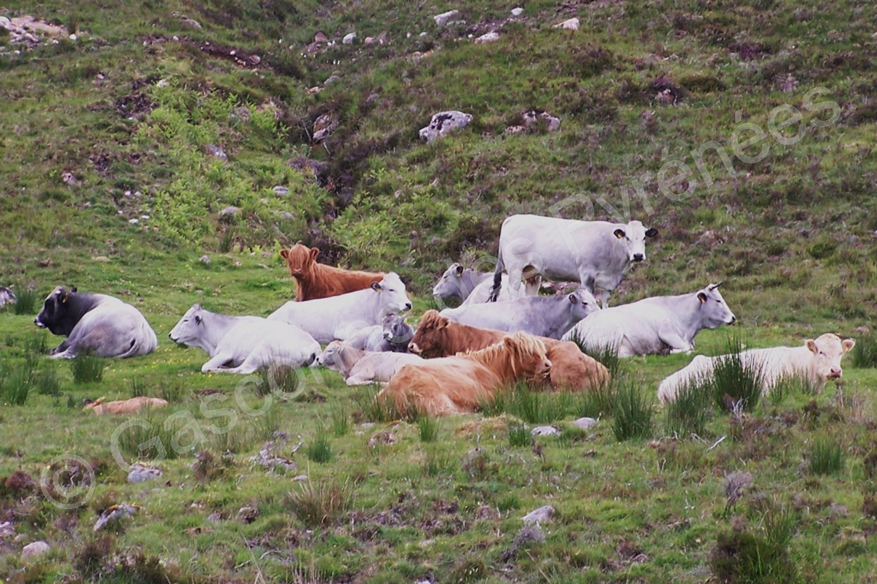Photo d'animaux Gascons des Pyrénées au milieu de bovins de race Highland Cattle en Irlande.