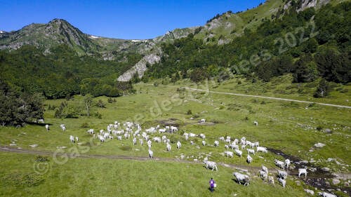 Photo aérienne d'un troupeau de Gasconnes des Pyrénées dans des pâtures de montagnes avec un ruisseau.
