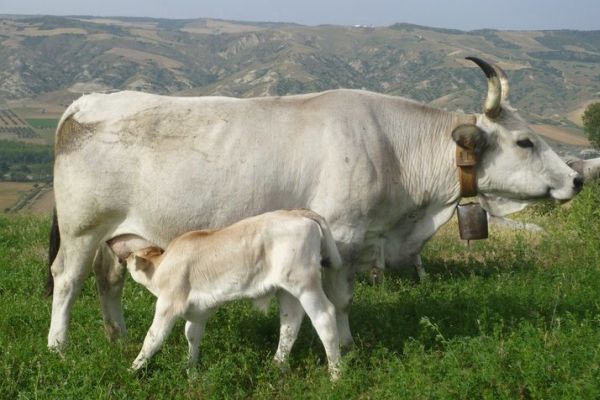 Image d'une vache et d'un veau de race Podolica (Italie).